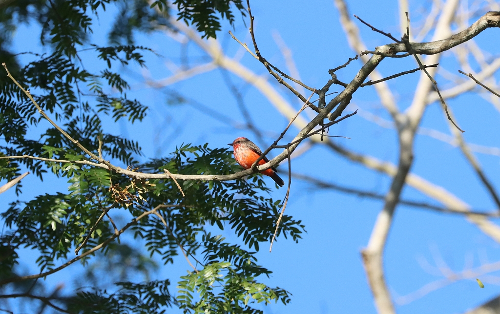 Rubintyrann (Vermilion flycatcher, Pyrocephalus rubinus)