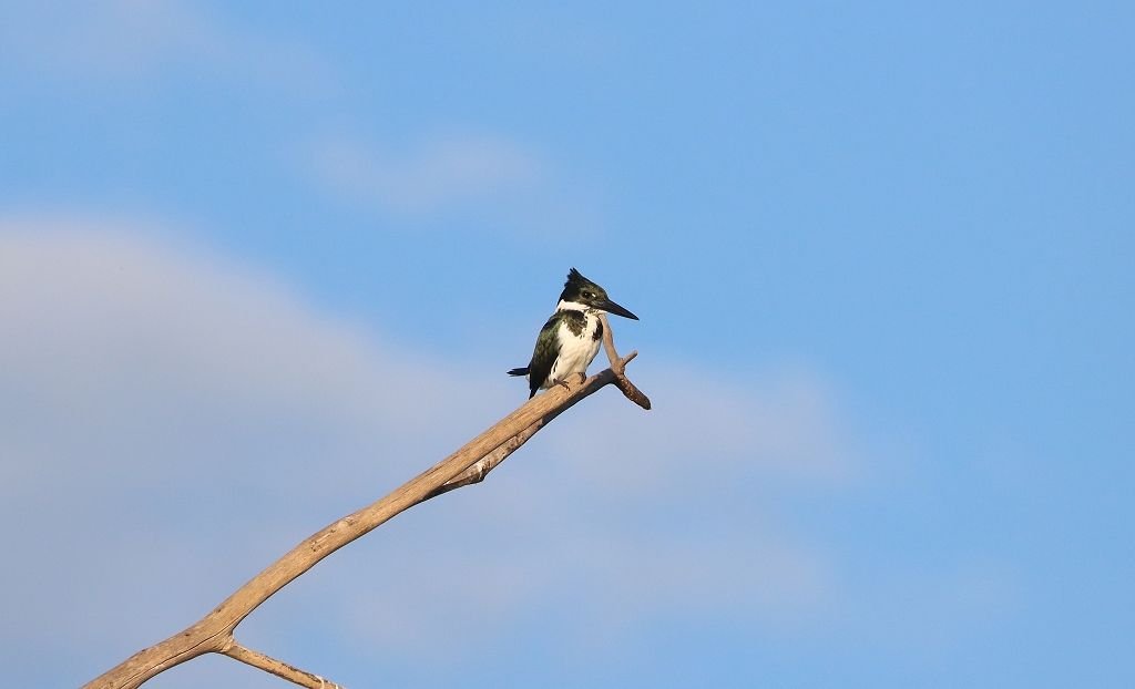 Amazonasfischer (Amazon kingfisher, Chloroceryle amazona) im Pantanal