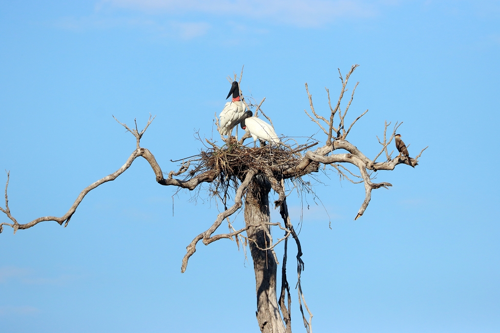 Jabiru-Nest (Jabiru, Jabiru mycteria)&nbsp;