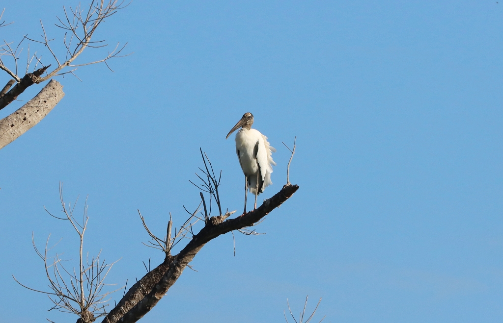 Waldstorch (Wood storch, Mycteria americana)