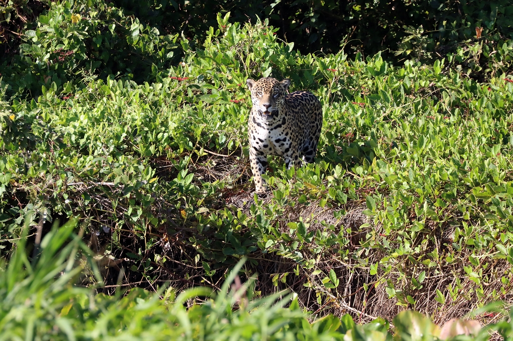Jaguar Nummer 2