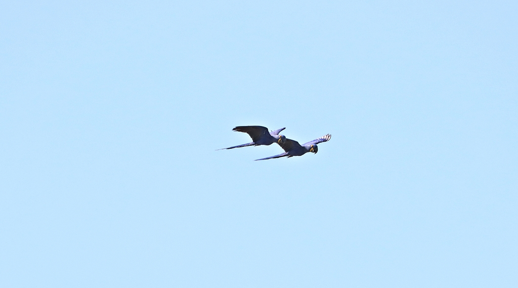 Hyazintharas (Hyacinth macaw, Anodorhynchus hyacinthinus)