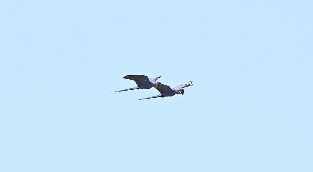 Hyazintharas (Hyacinth macaw, Anodorhynchus hyacinthinus)