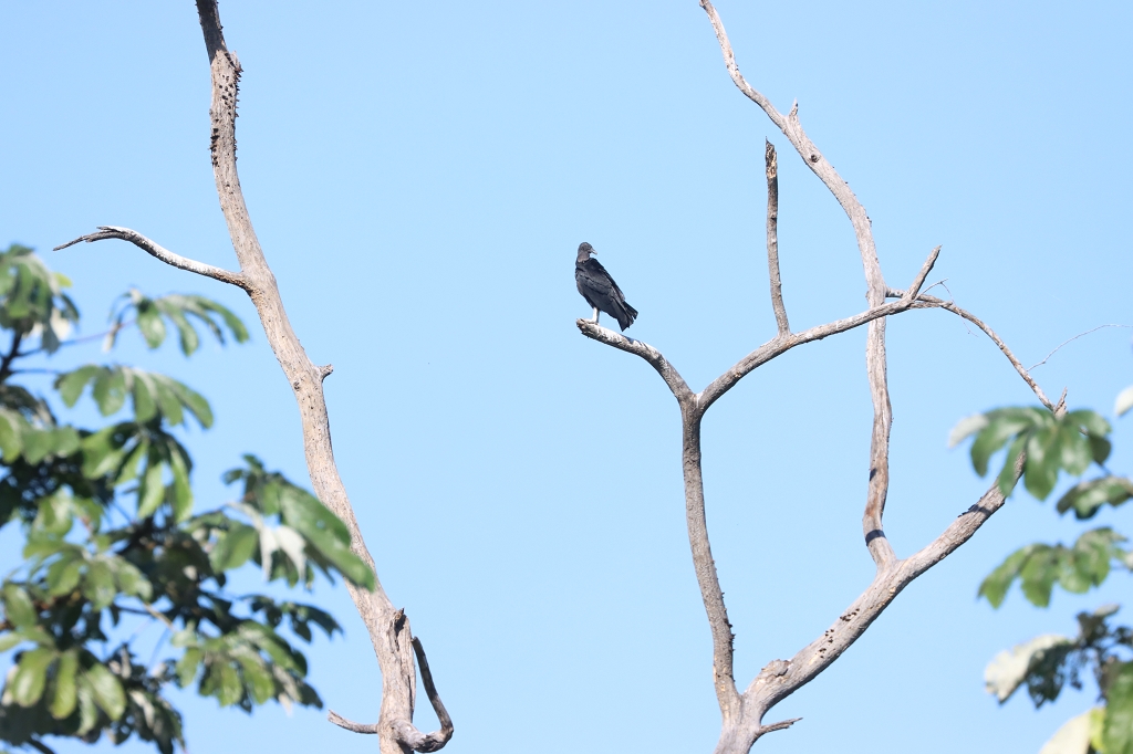 Rabengeier (Black vulture, Coragyps atratus)