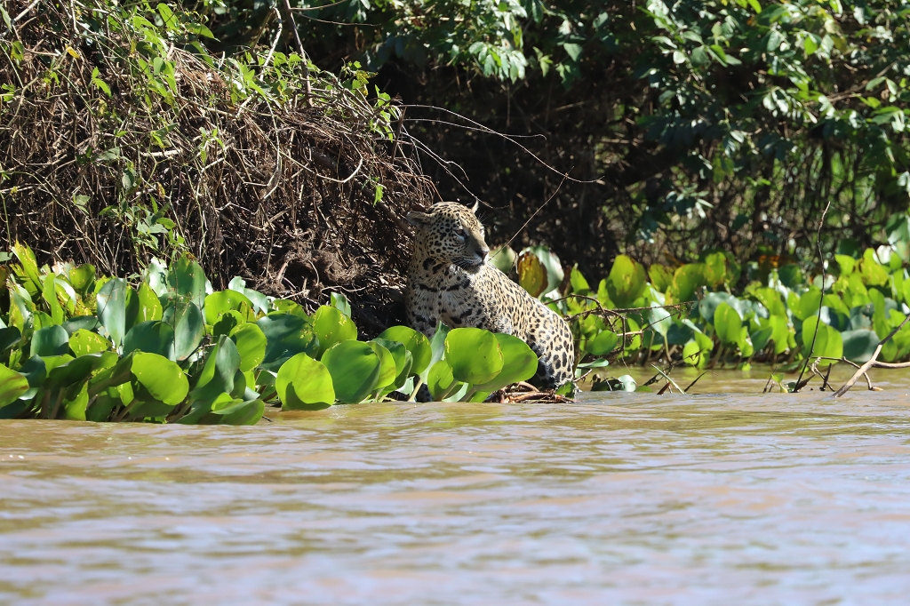 Die dritte Jaguarsichtung