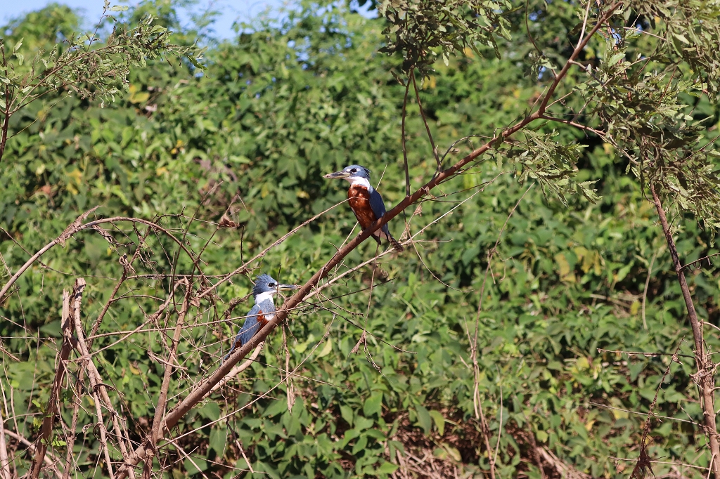 Rotbrustfischer (Ringed kingfisher, Megaceryle torquata)