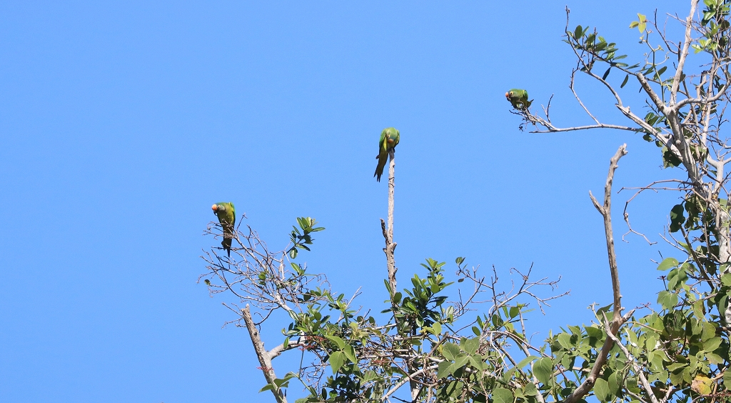 Goldstirnsittiche (Peach-fronted parakeet, Eupsittula aurea)