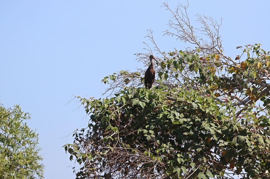 Rallenkranich (Limpkin, Aramus guarauna)