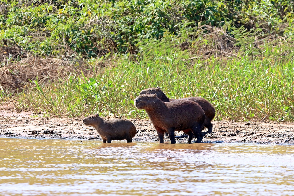 Capybaras in Alarmstimmung