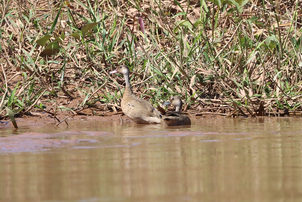 Amazonasentenpaar (Brazilian teal or Brazilian duck, Amazonetta brasiliensis)