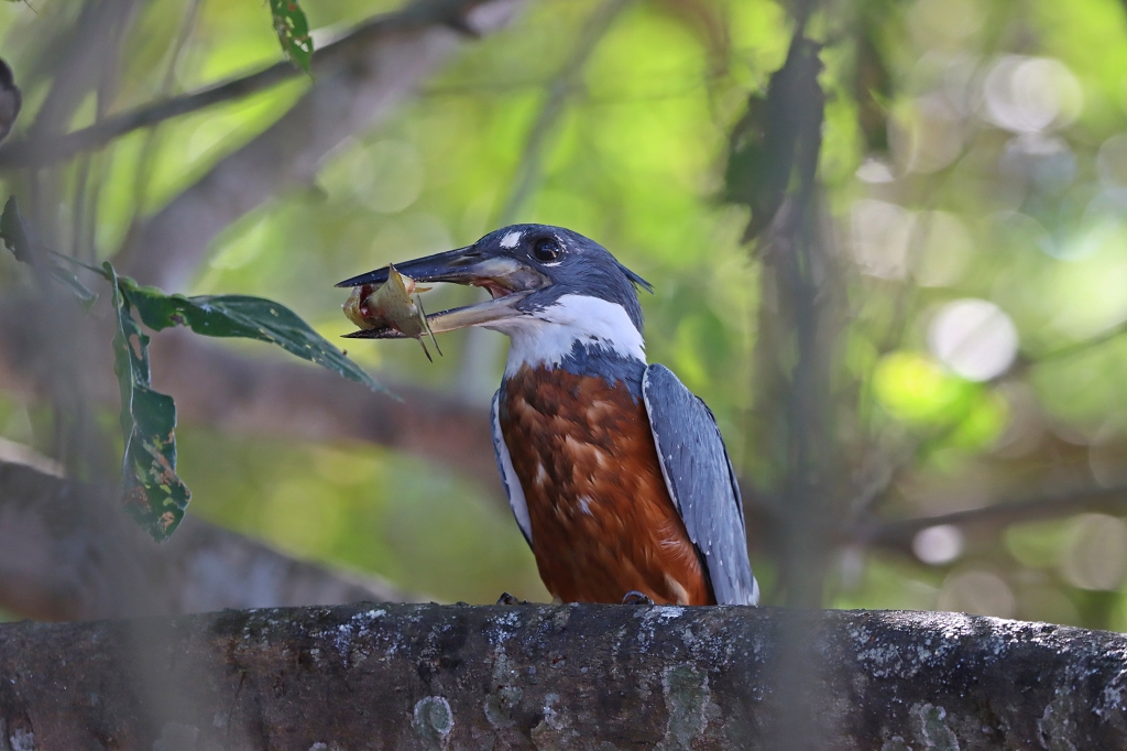 Rotbrustfischer mit Mittagessen