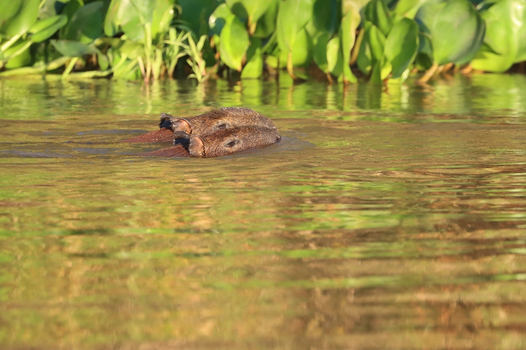 Capybaras