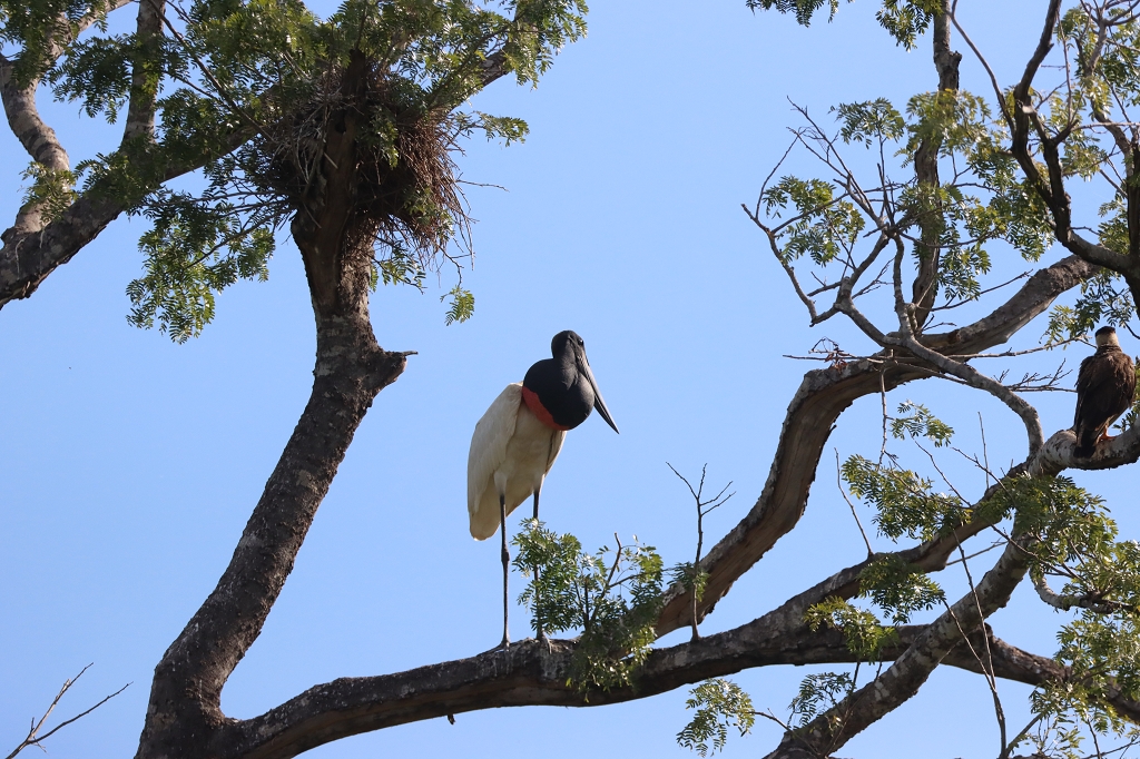Jabiru (Jabiru, Jabiru mycteria)