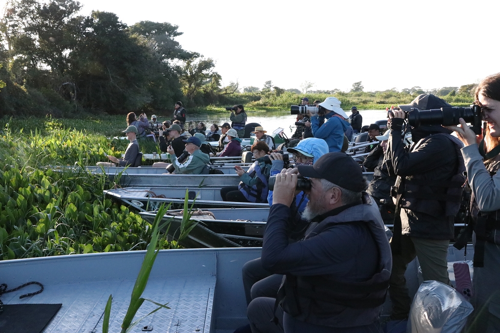 Jaguare sind natürlich das Highlight im Pantanal und jeder will ihn sehen