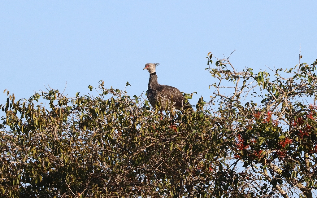 Halsband-Wehrvogel (Southern screamer, Chauna torquata)