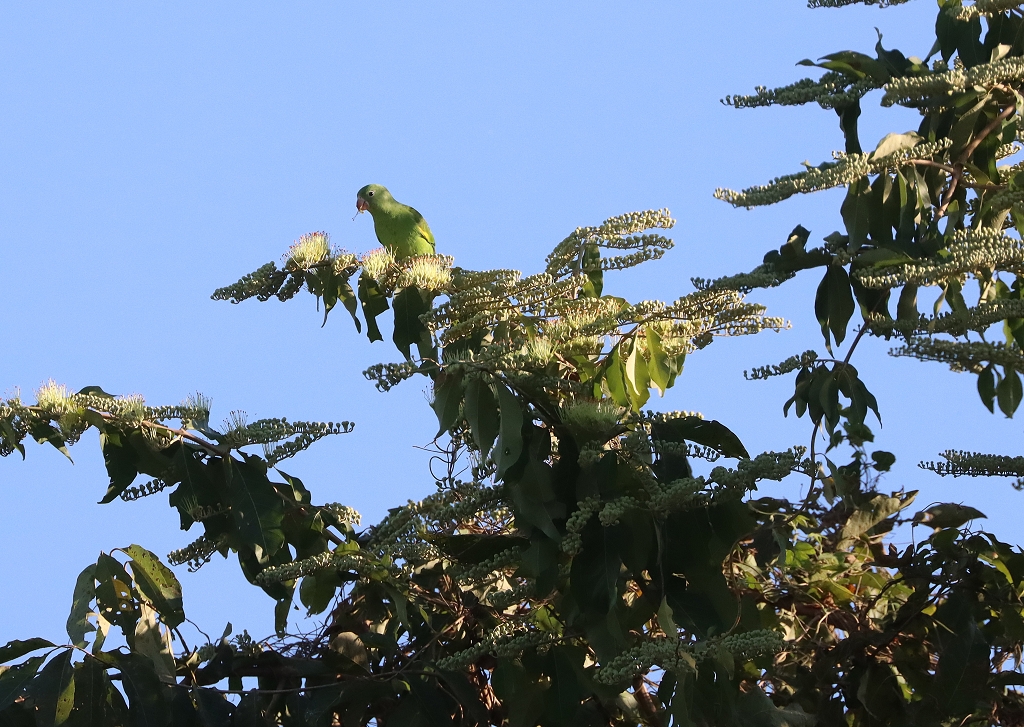 Gelbflügelsittiche (Yellow-chevroned parakeet, Brotogeris chiriri)