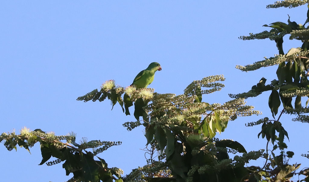 Gelbflügelsittiche (Yellow-chevroned parakeet, Brotogeris chiriri)