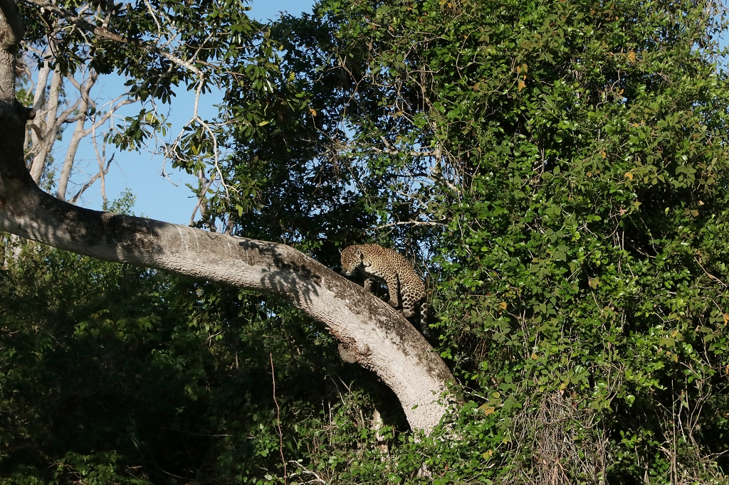 Jaguar Nummer Zwei