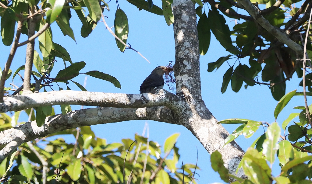 Drosselzaunkönig (Thrush-like wren, Campylorhynchus turdinus) mit Nistmaterial
