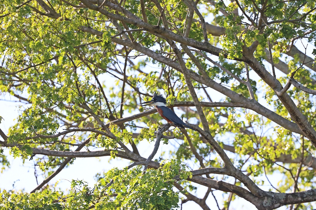 Rotbrustfischer (Ringed kingfisher, Megaceryle torquata)