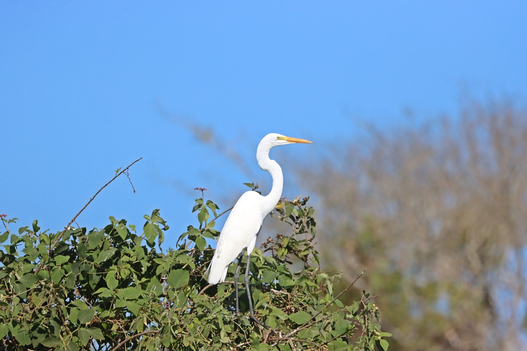 Silberreiher (Great egret, Ardea alba)