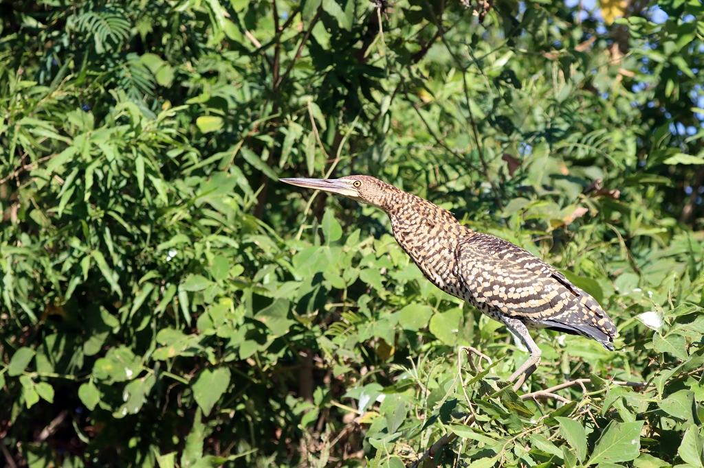 juveniler Marmorreiher (Rufescent tiger heron, Tigrisoma lineatum)