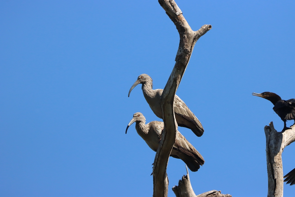 Stirnbandibis (Plumbeous ibis, Theristicus caerulescens)