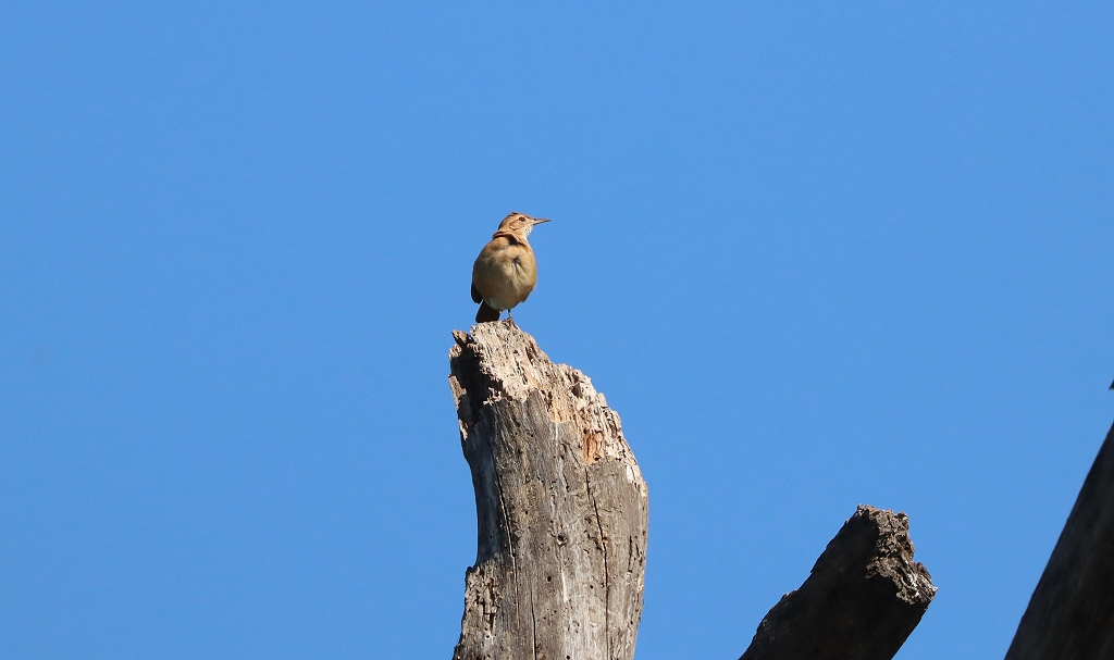 Rosttöpfer (Rufous hornero, Furnarius rufus)