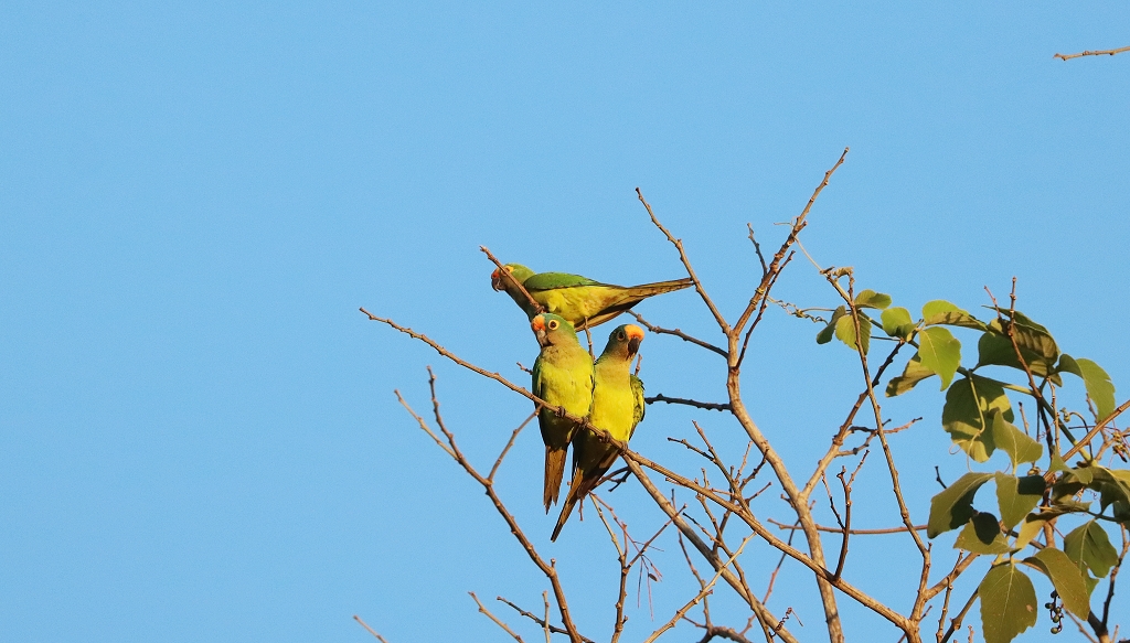 Goldstirnsittiche (Peach-fronted parakeet, Eupsittula aurea)