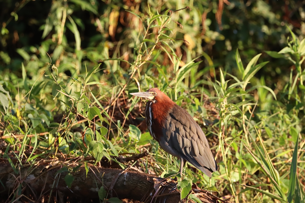 Marmorreiher (Rufescent tiger heron, Tigrisoma lineatum)
