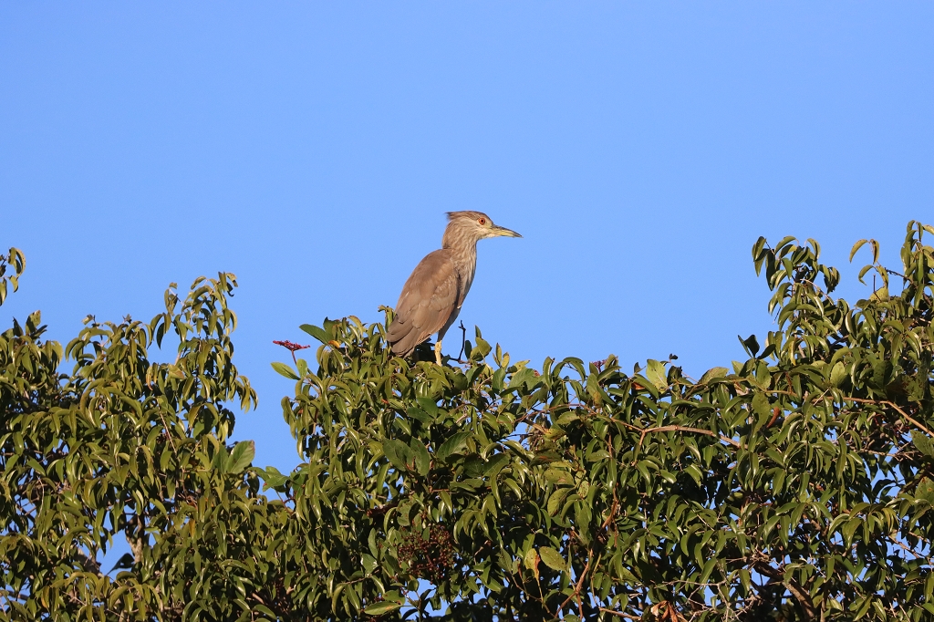 Nachtreiher (Black-crowned night heron, Nycticorax nycticorax)