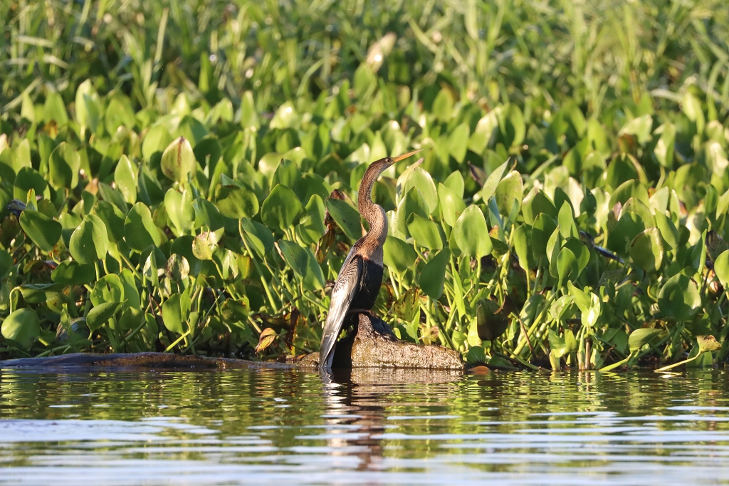 Amerika-Schlangenhalsvogel (Anhinga, Anhinga anhinga)