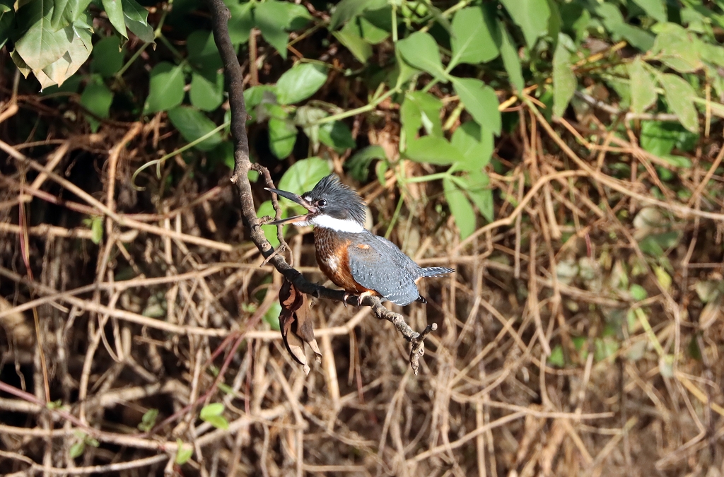 Rotbrustfischer (Ringed kingfisher, Megaceryle torquata)