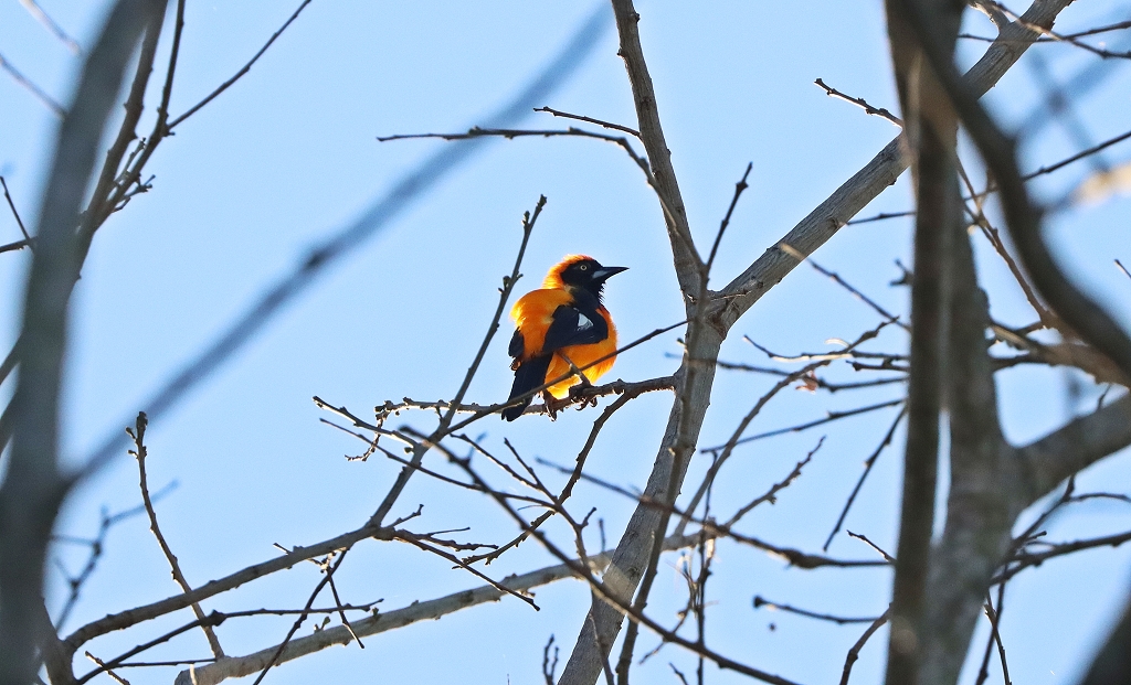 Orangenrücktrupial (Orange-backed troupial, Icterus croconotus)