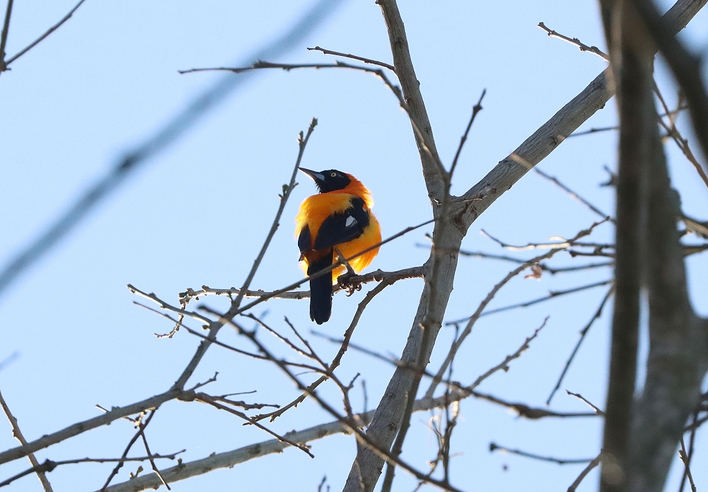 Orangenrücktrupial (Orange-backed troupial, Icterus croconotus)