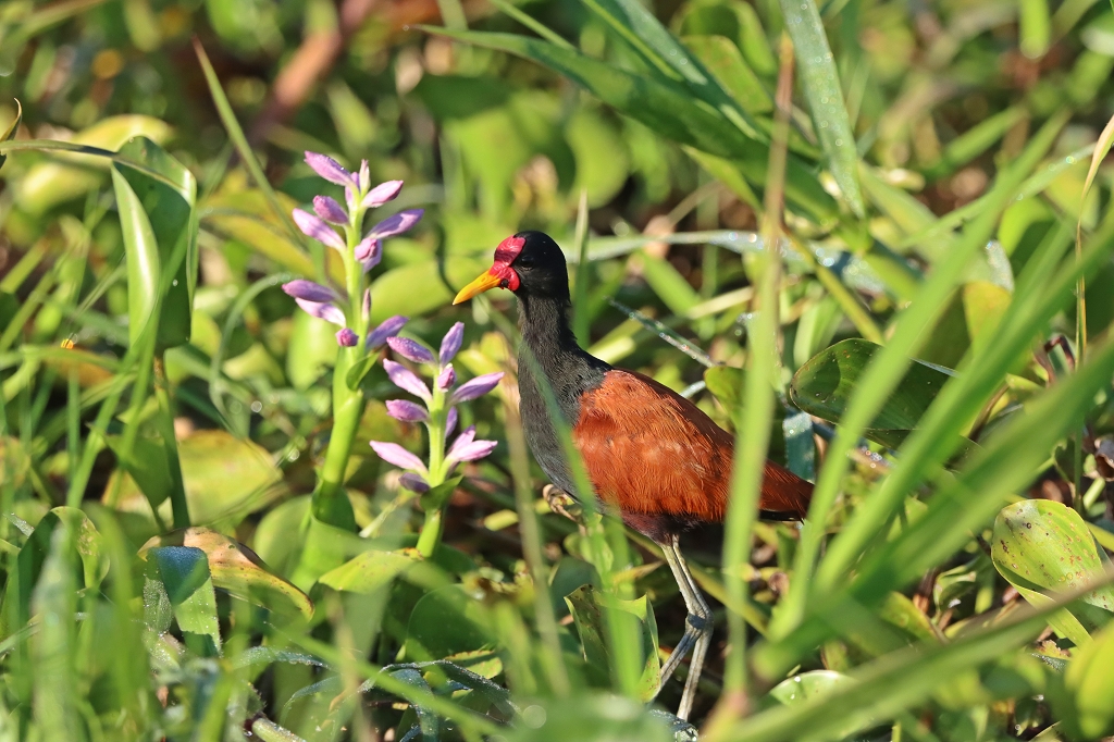 Rotstirn-Blatthühnchen (Wattled jacana, Jacana jacana)