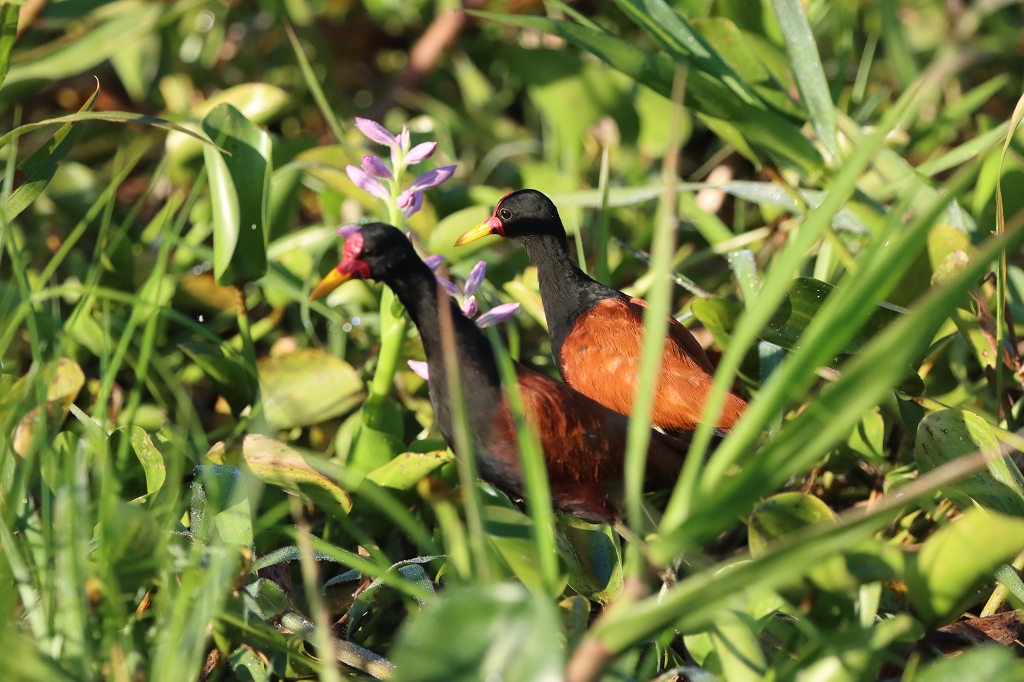 Rotstirn-Blatthühnchen (Wattled jacana, Jacana jacana)