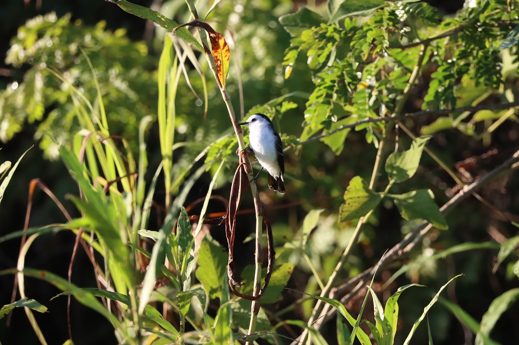 Schwarzrücken-Wassertyrann (Black-backed water tyrant, Fluvicola albiventer)