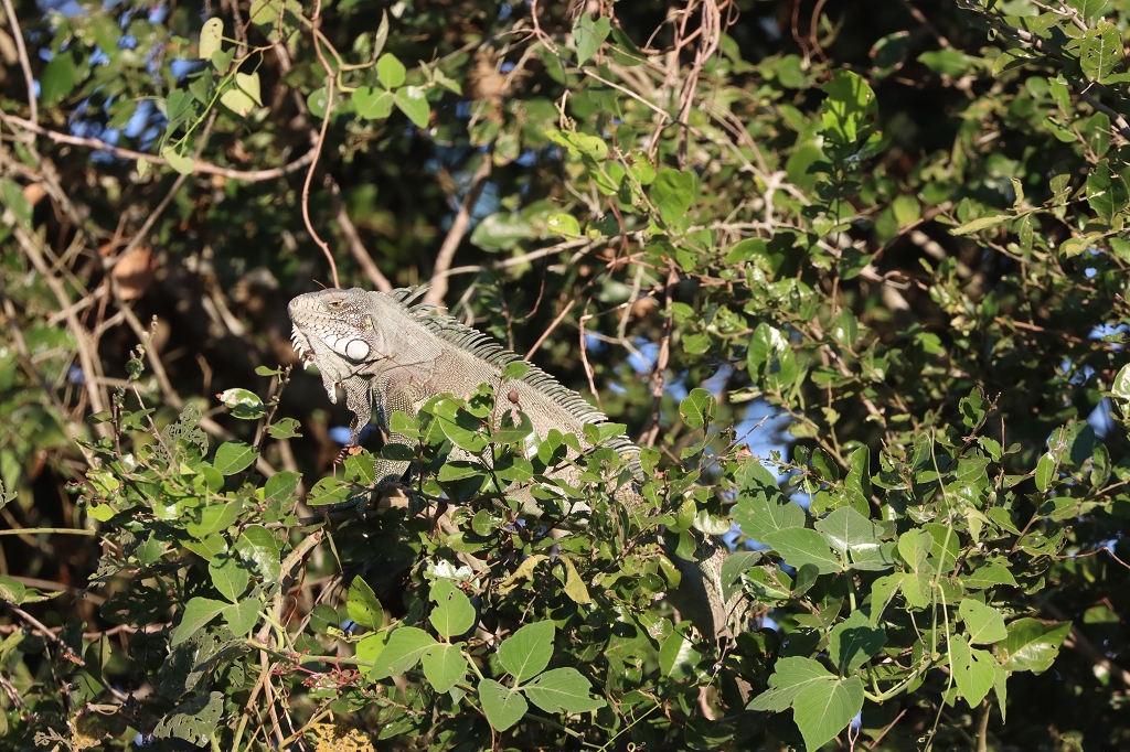 Leguan