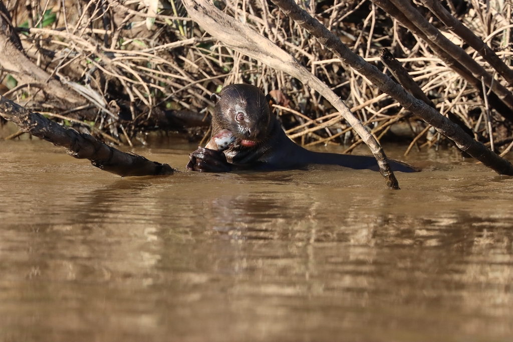 Riesenotter beim Frühstück