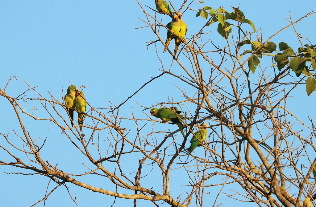 Goldstirnsittiche (Peach-fronted parakeet, Eupsittula aurea)