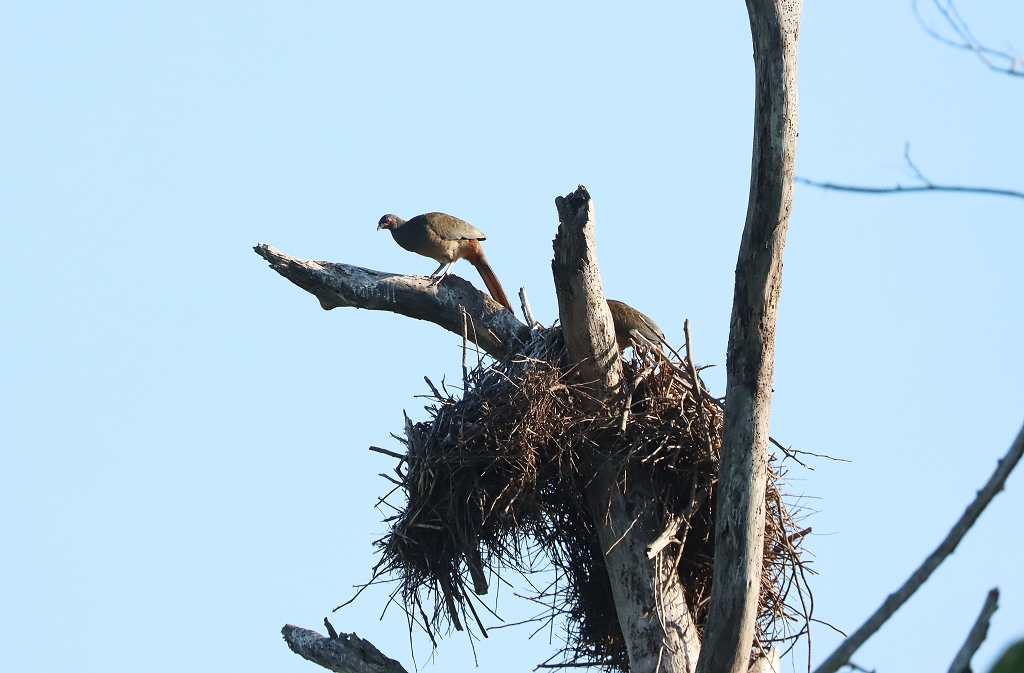 Chacoguan (Chaco chachalaca, Ortalis canicollis)