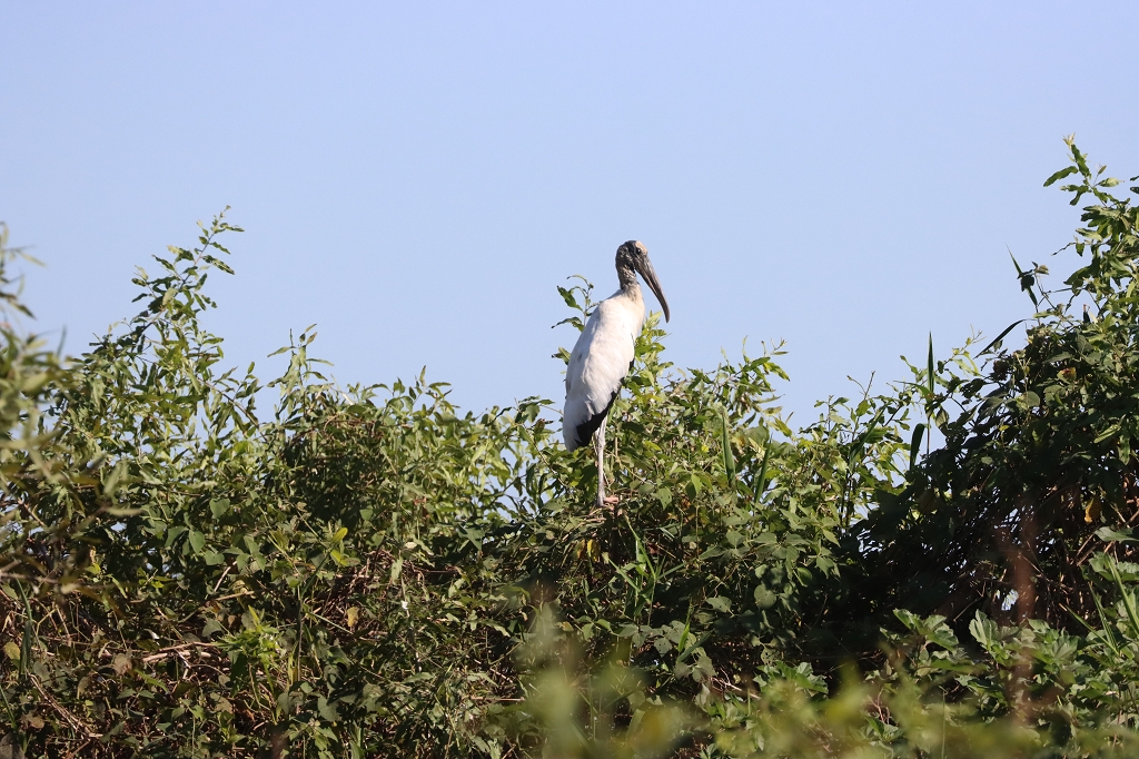 Waldstorch (Wood storch, Mycteria americana)