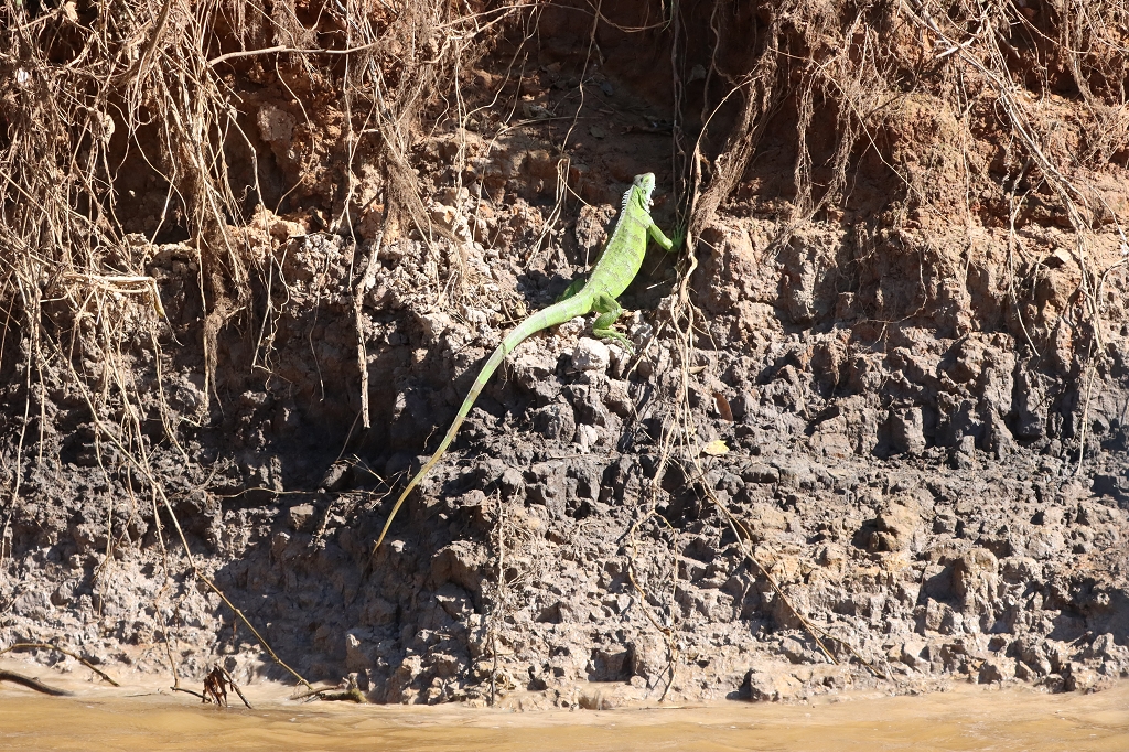 Grüner Leguan