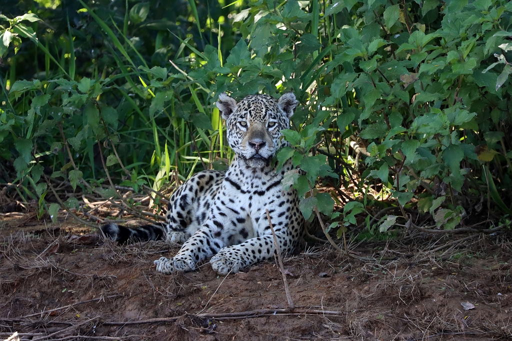 Der erste und einzige Jaguar für heute