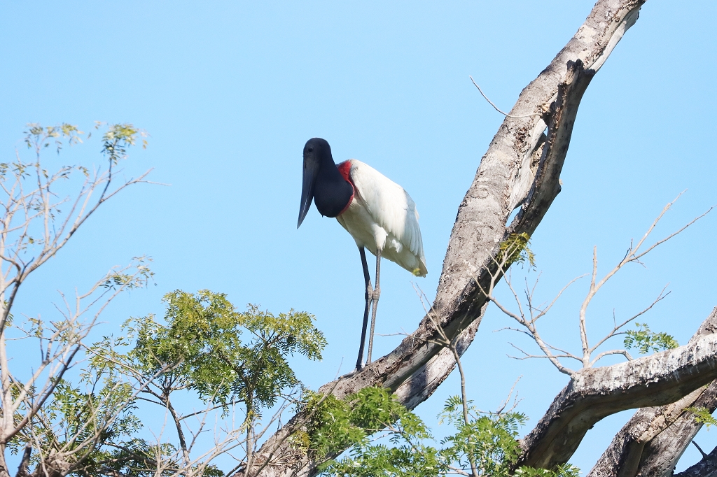 Jabiru (Jabiru, Jabiru mycteria)