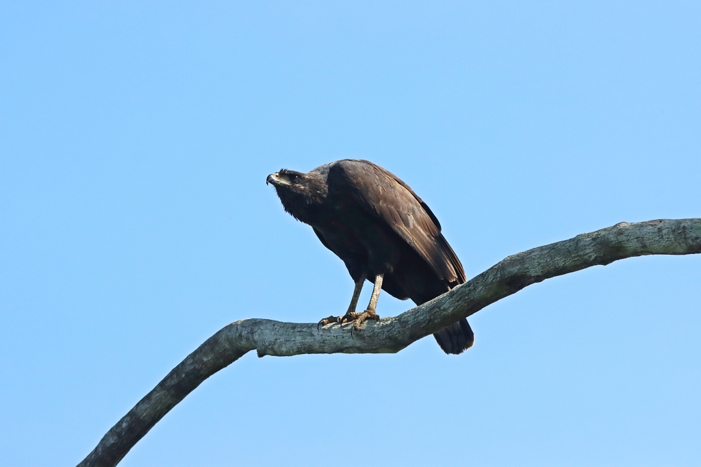 Schwarzbussard (Great black hawk, Buteogallus urubitinga)