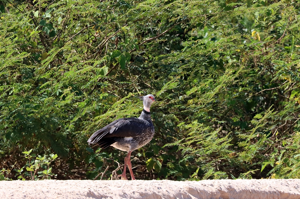 Halsband-Wehrvogel (Southern screamer, Chauna torquata)