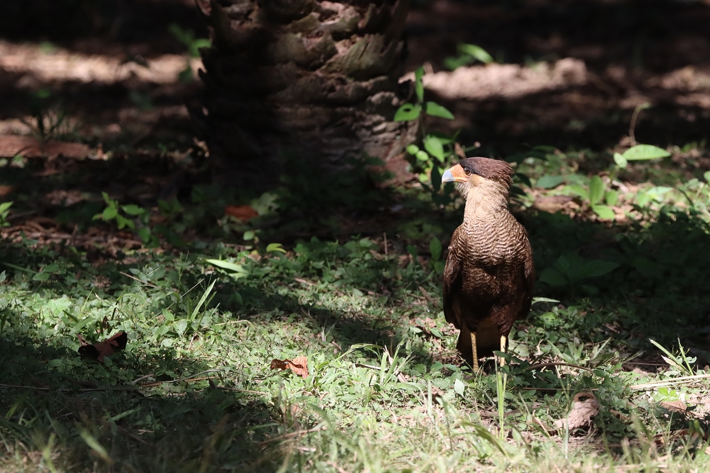 Schopfkarakara (Crested caracara,&nbsp;Caracara plancus)