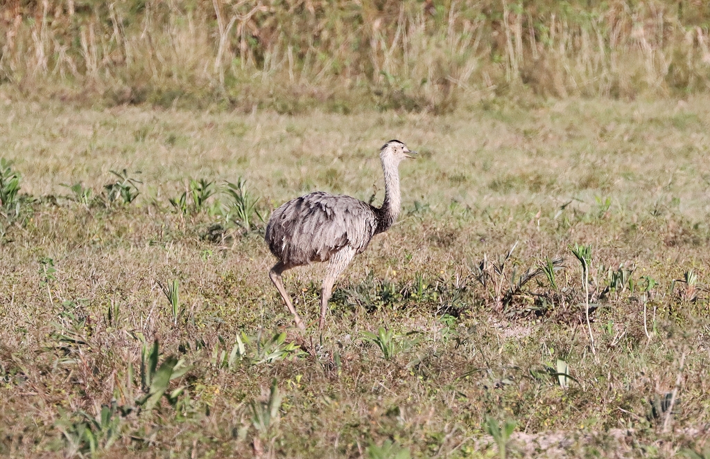 Nandu (Greater rhea, Rhea americana)